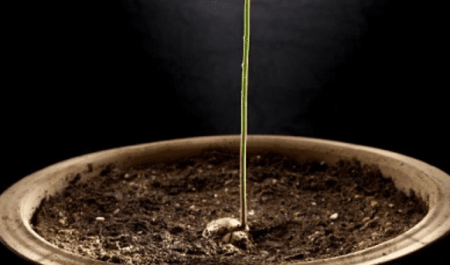 Как вырастить авокадо из косточки в домашних условиях